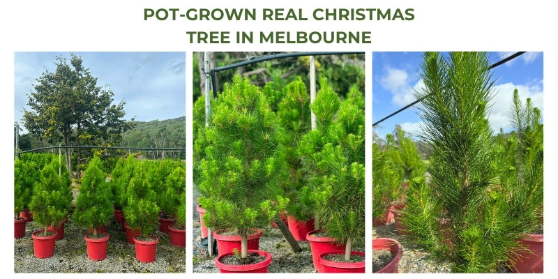 Pot-grown Real Christmas Tree in Melbourne