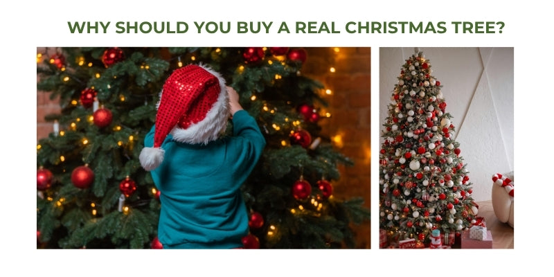 Real Christmas tree enhances your holiday experience