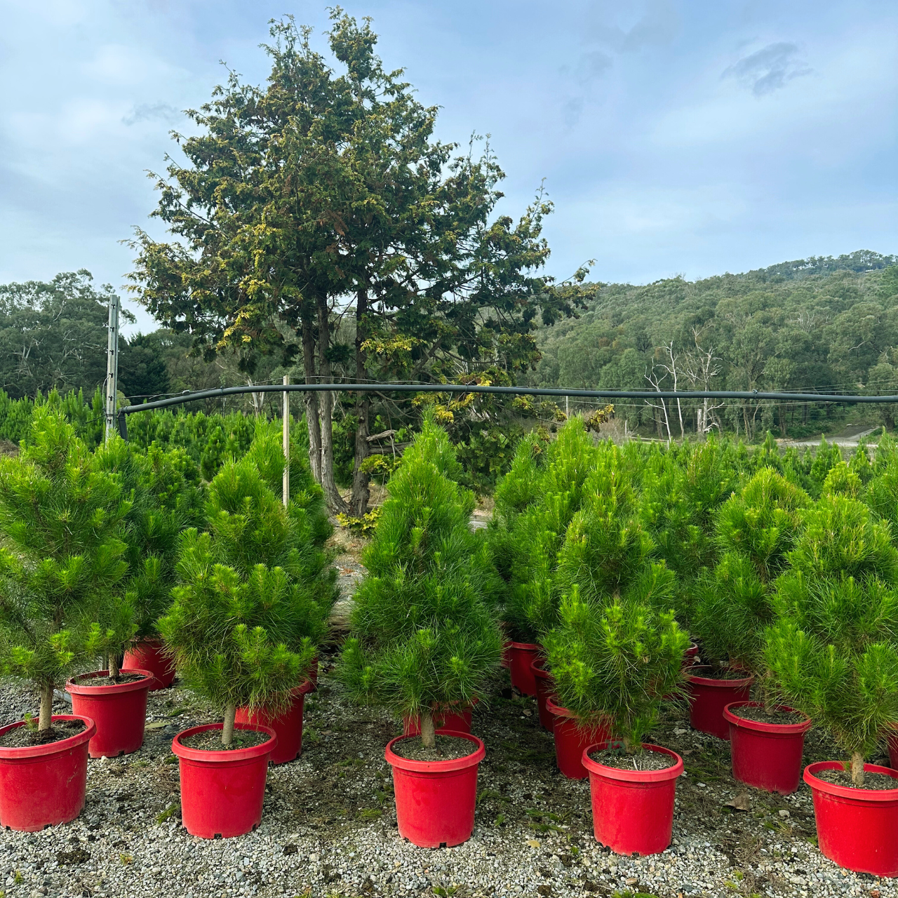 a group of potted Christmas tree in our garden