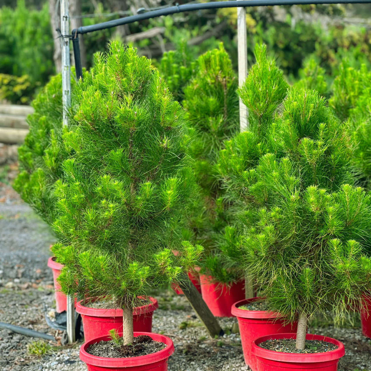 a group of potted real christmas trees