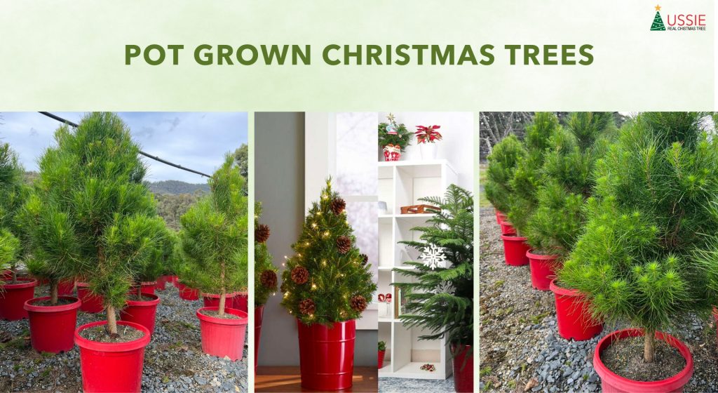 a collage of different placement of pot-grown real christmas trees