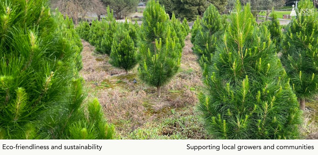 Aussie Real Christmas Tree