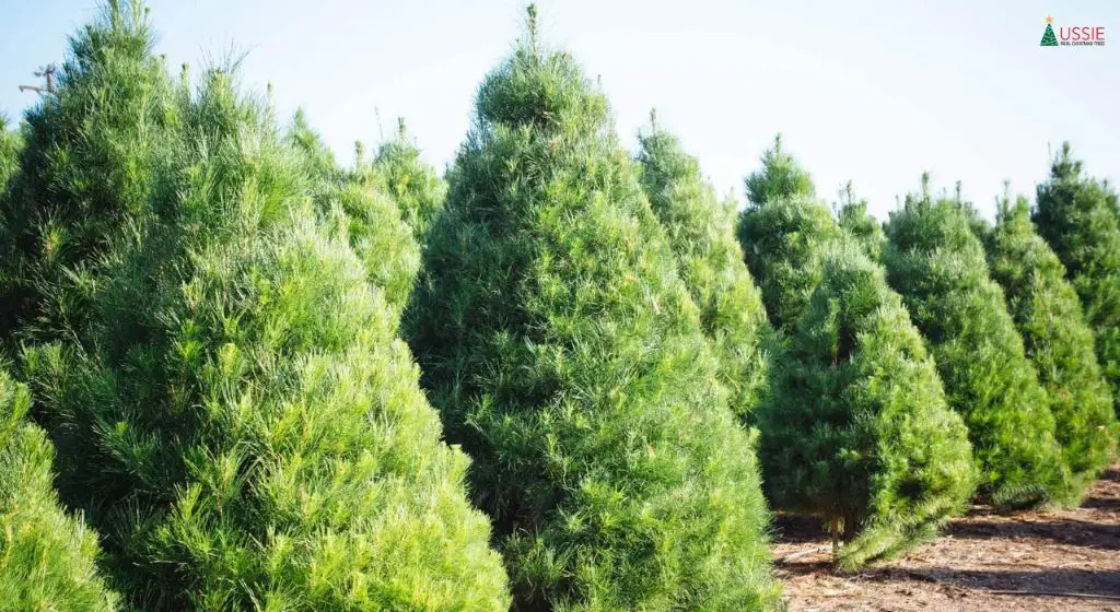 Aussie Real Christmas Tree
