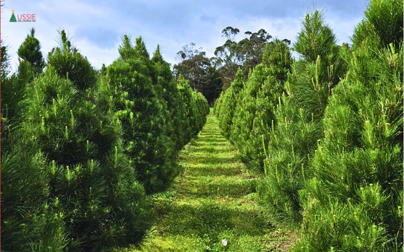 christmas tree in Melbourne 