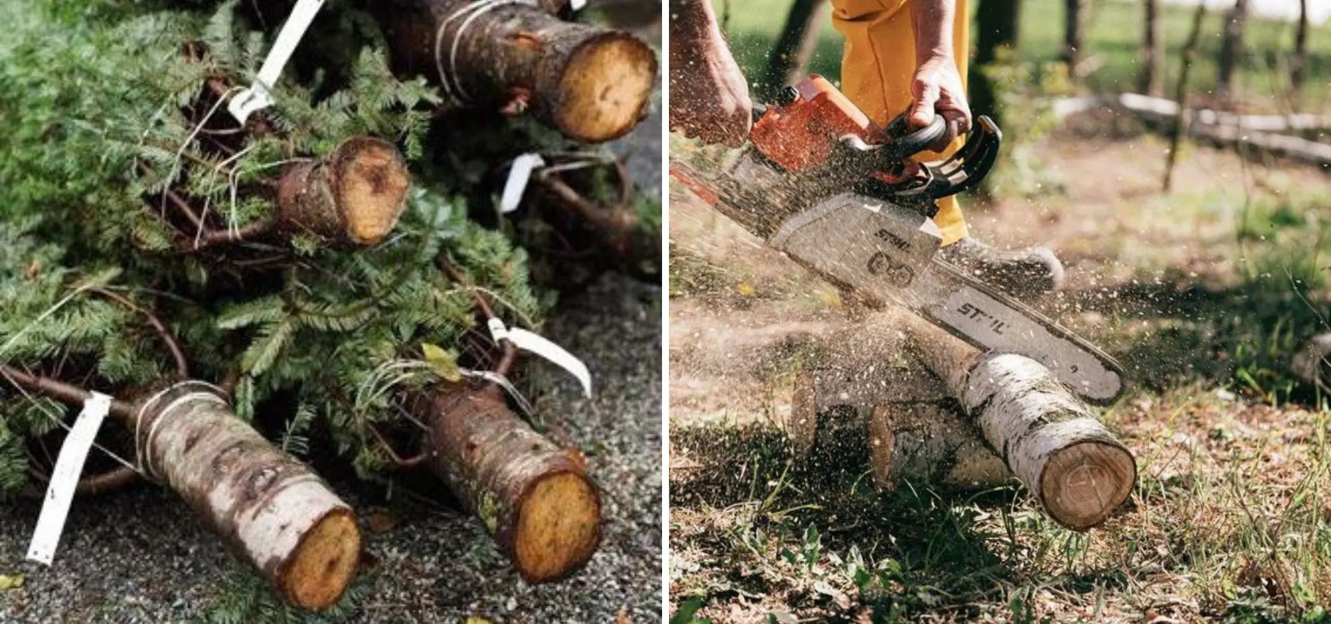 a collage of a man cutting a tree fresh in the morning