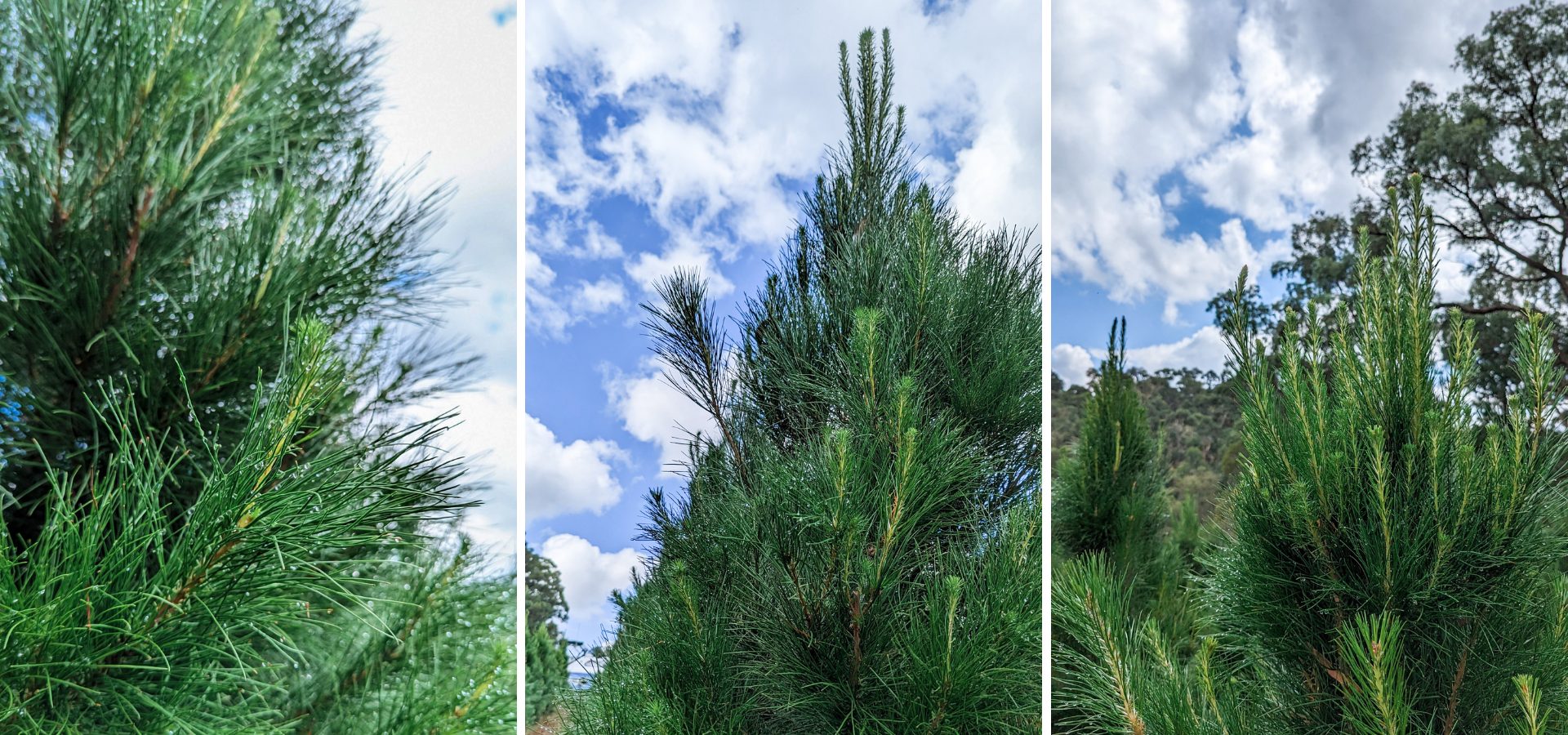 a collage of several real christmas trees in our farm