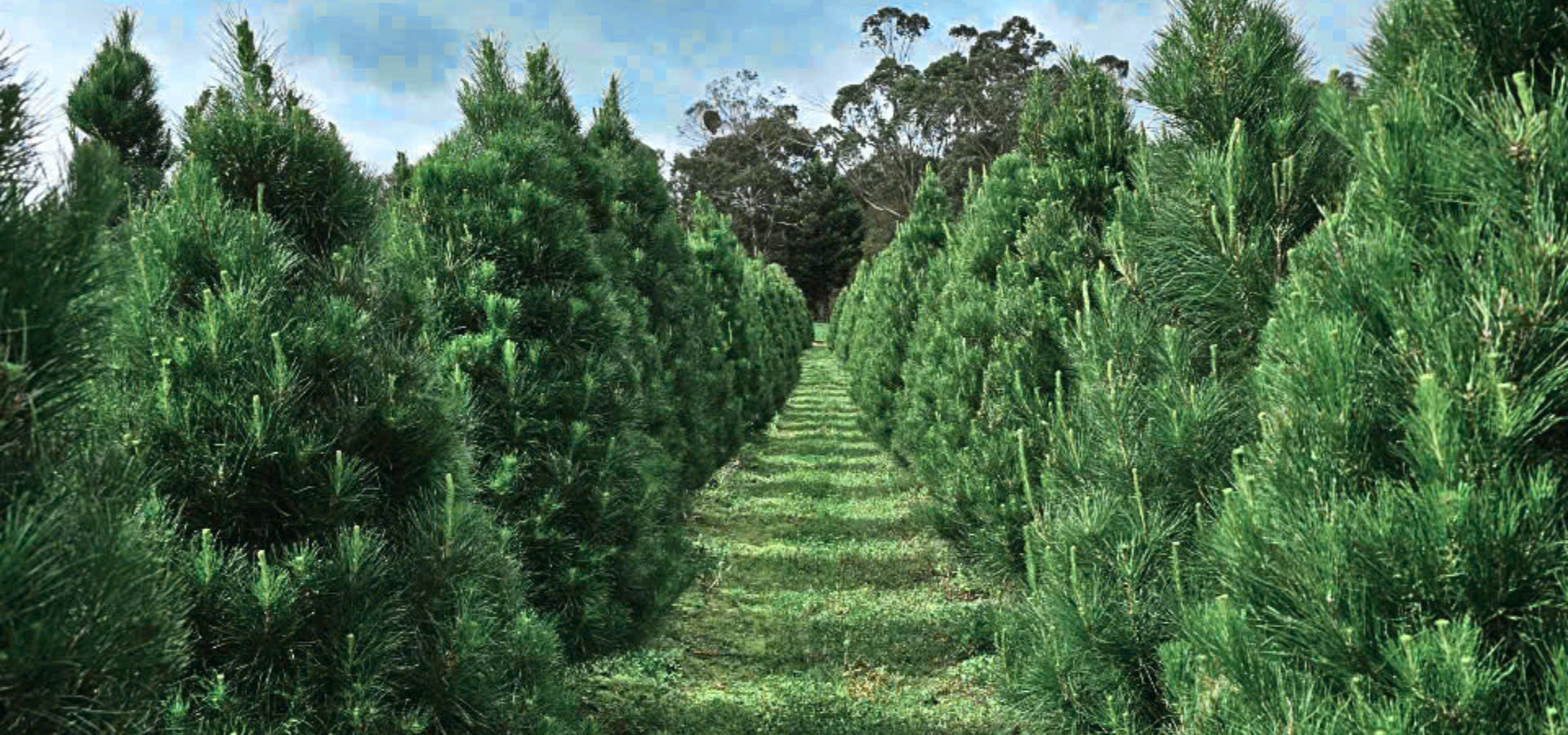 a row of real christmas trees in melbourne farm