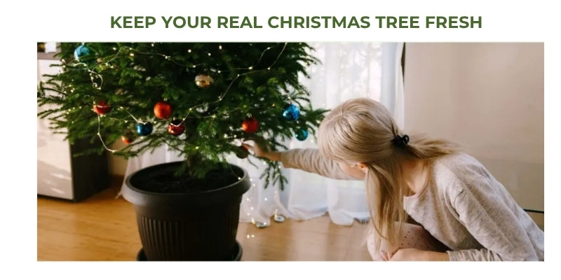 Get your real Christmas tree to last till Christmas