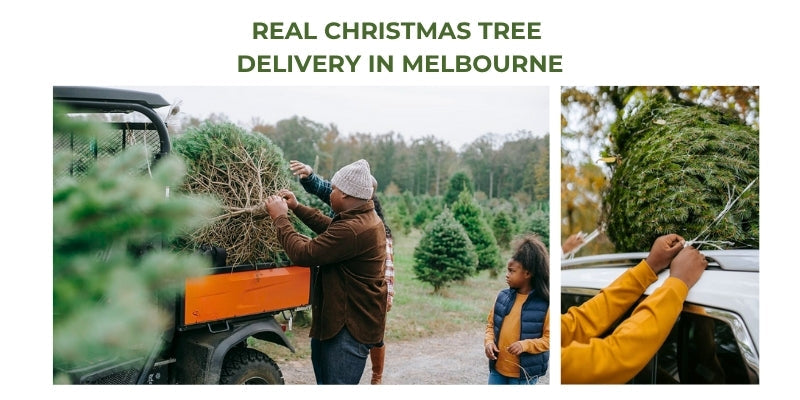 Perfect Real Christmas tree delivery in Melbourne