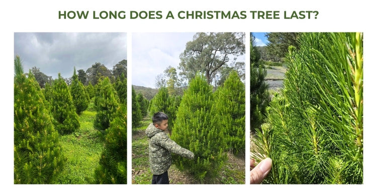 How long does a real Christmas tree last? – Aussie Real Christmas Tree