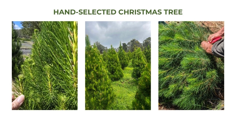 Hand-selected Christmas trees: The art of finding the perfect tree