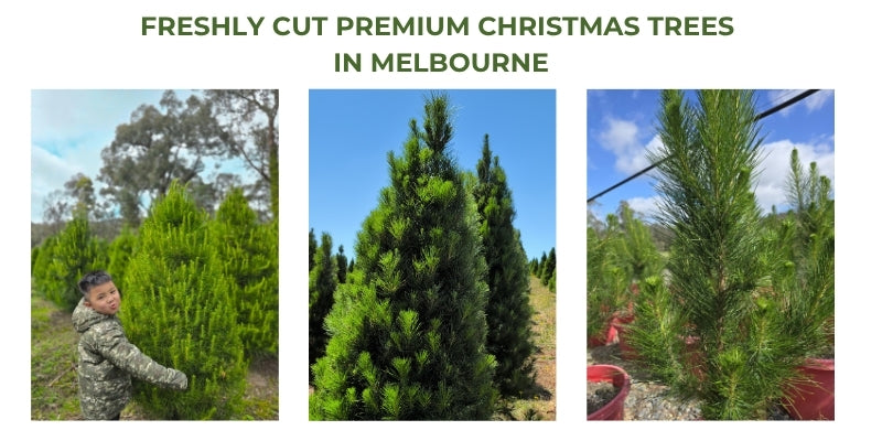 Freshly cut premium Christmas trees in Melbourne