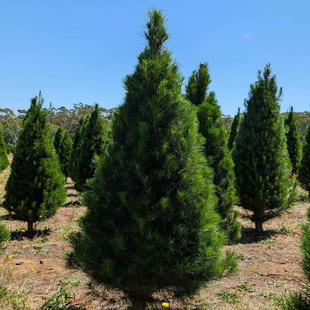 Fresh cut Real Christmas Tree 6ft