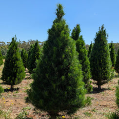 Fresh cut Real Christmas Tree 6ft