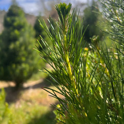 Fresh cut Real Christmas Tree