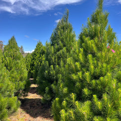 Fresh cut Real Christmas Tree