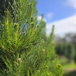 Fresh cut Real Christmas Tree