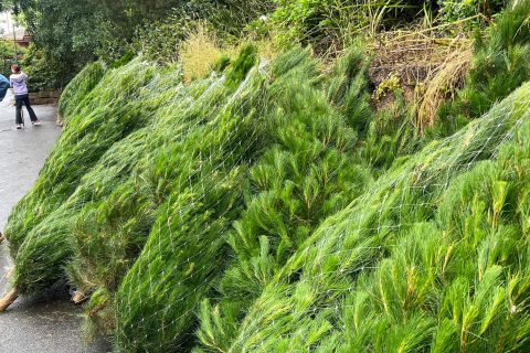 Aussie Real Christmas Tree