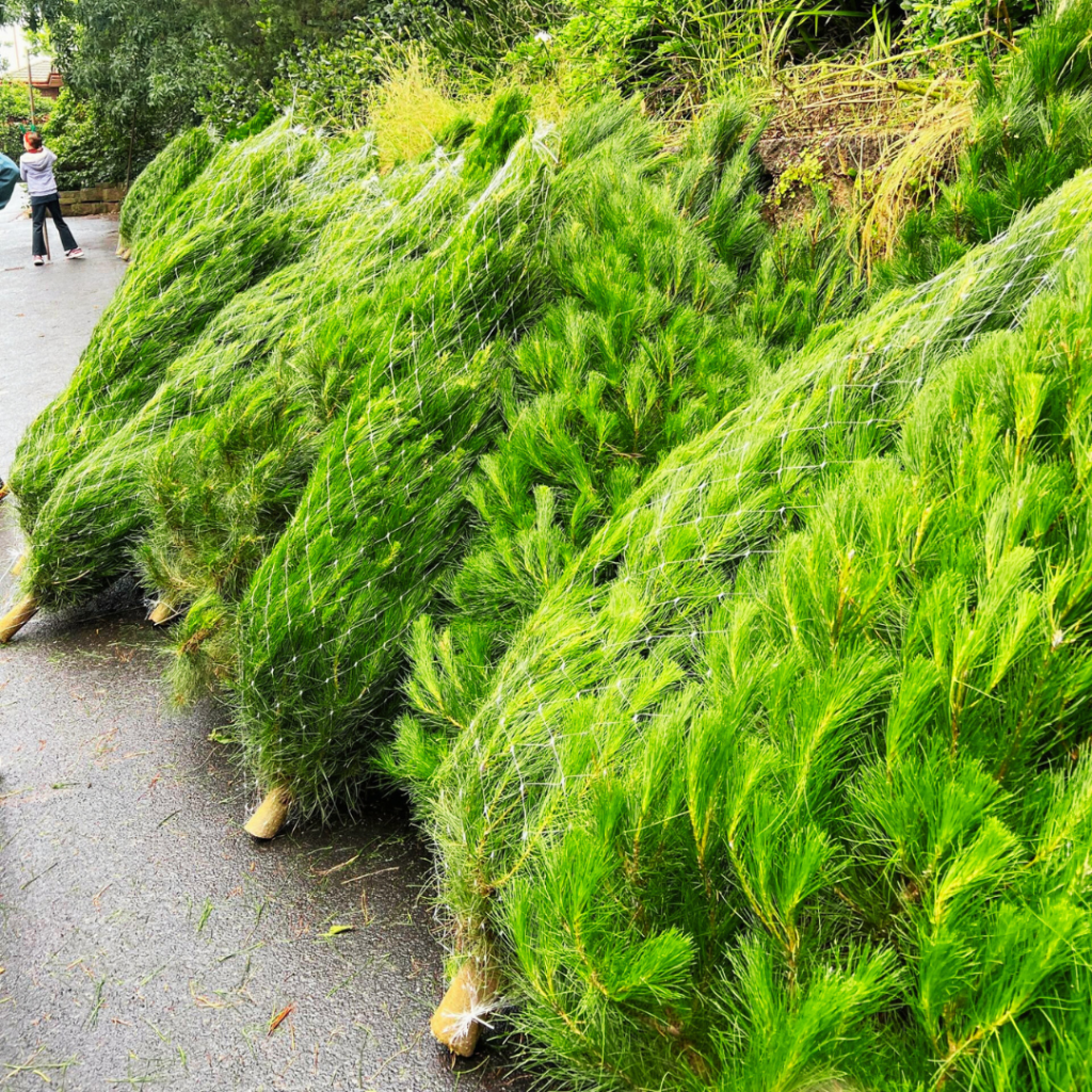 Pick up point for fresh real Christmas trees with netting