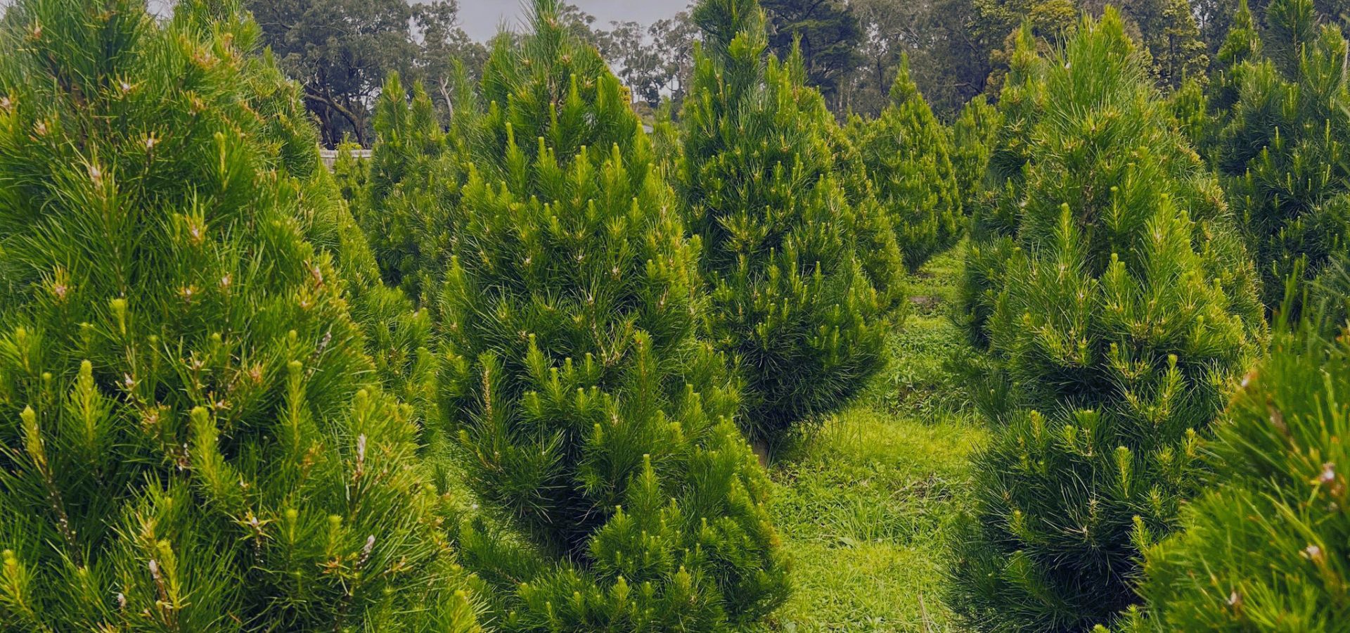 a group of real christmas trees in Melbourne farm