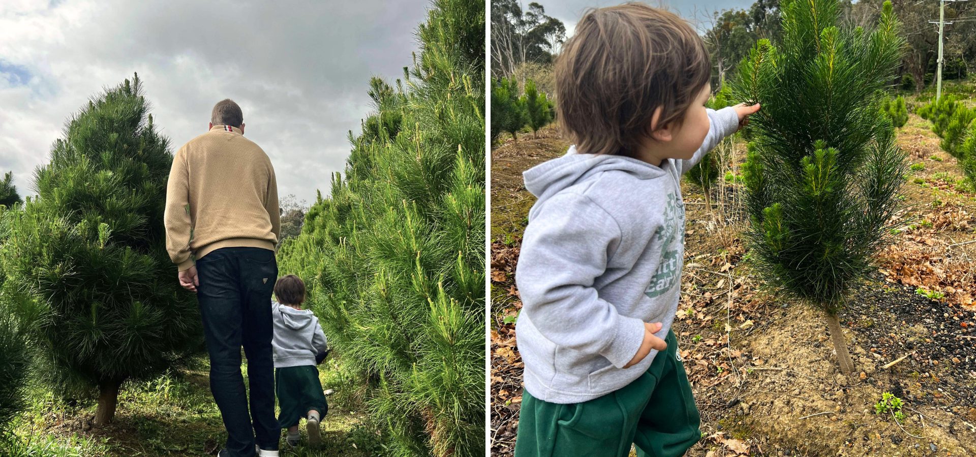 a man and a child walking in a real christmas tree farm