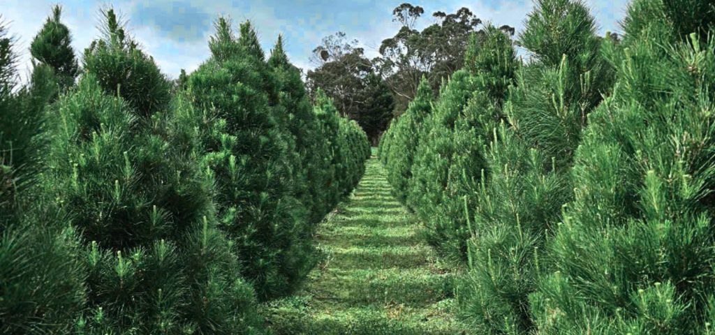 Behind the Scenes: How Real Christmas Trees Are Grown in Melbourne